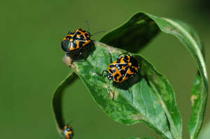 Harlequinbugs