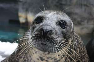 Natzooseal