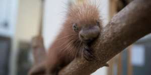 Porcupette