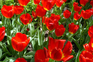 SPRING TULIPS
