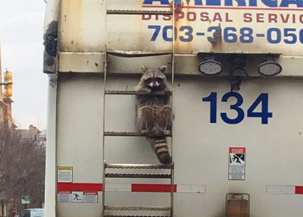 Trash raccoon