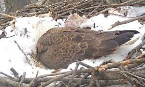 031517 eagle