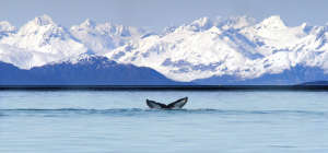 GLACIER BAY WHALES