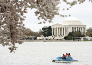 Cherry Blossoms