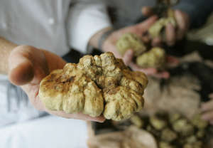Italian White Truffles