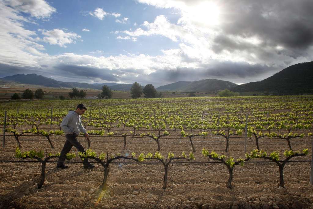 APN Spain Low Alcohol Wiine