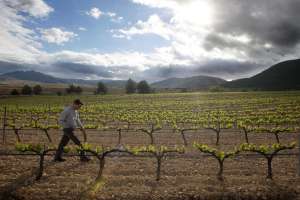 APN Spain Low Alcohol Wiine