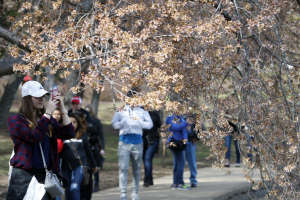 Cherry Blossoms Cold