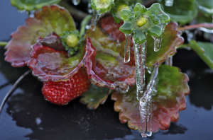 Frozen Strawberries