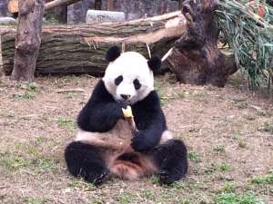 BAO BAO IN CHINA