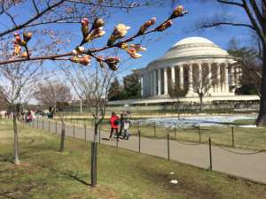 Cherry blossoms
