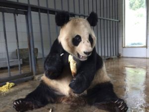 China Panda Seniors