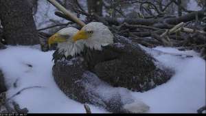 Color both eagles in snow