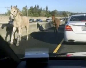 Horse on Highway