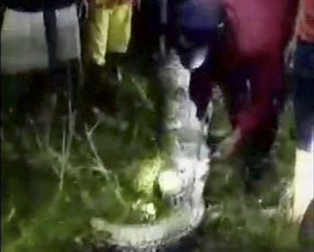 Indonesia Python Swallows Man 77948 665x1024