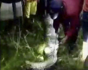 Indonesia Python Swallows Man 77948 665x1024