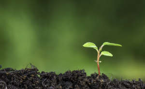 Close up of plant sprouting from the ground