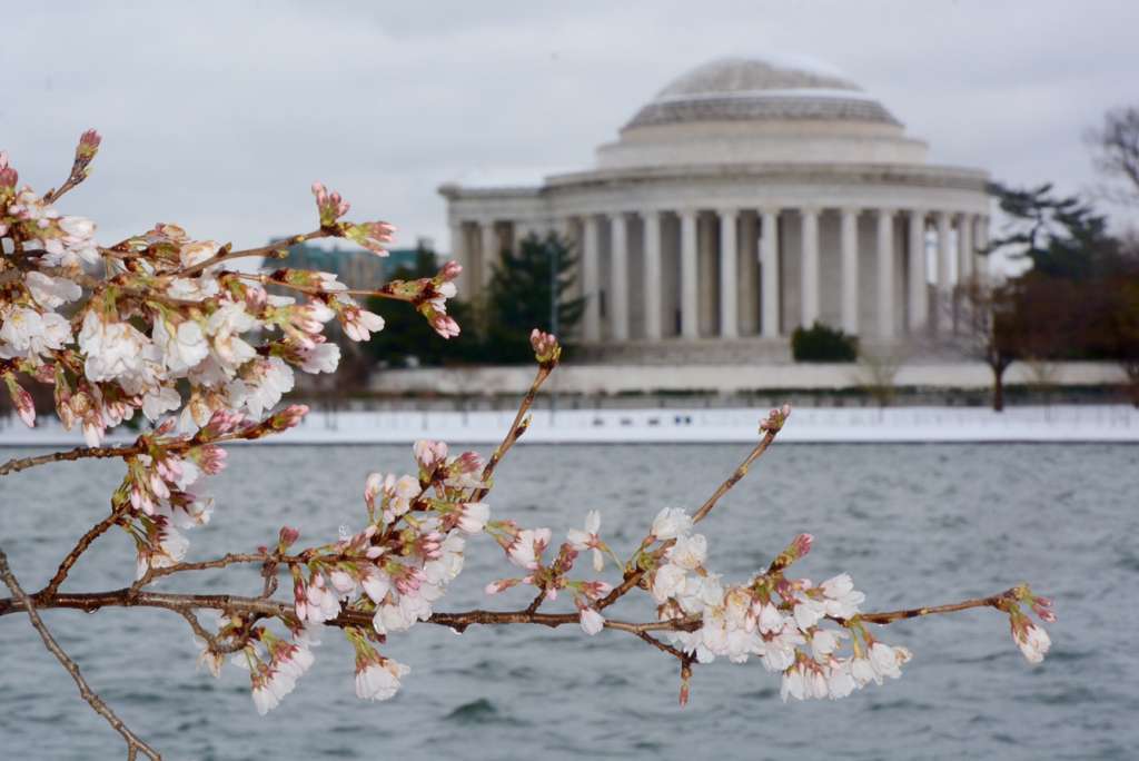 Cherryblossom