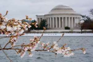 Cherryblossom