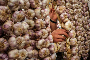 Spain Garlic Fair