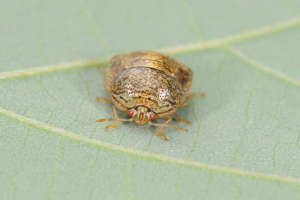 Kudzbug