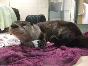 Otter4