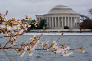 Snow march blossoms ddi