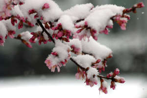 Snowyblossoms3 ddi