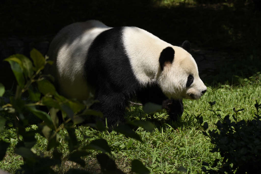 Panda Birthday