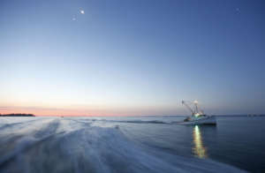 Oyster Harvesting
