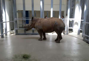 041117 rhino