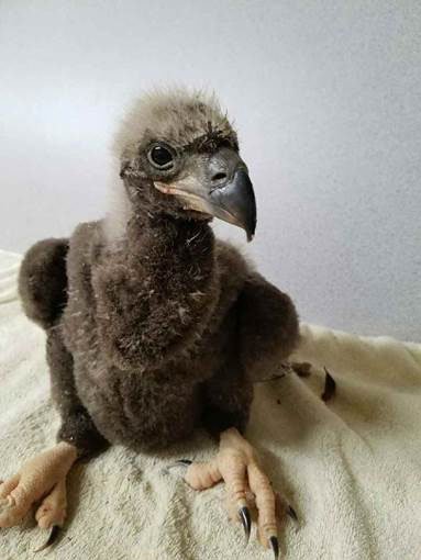 042117 eagle