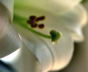 EASTER LILY