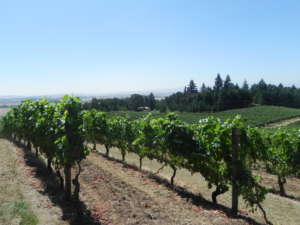 Travel Trip Oregon Wineries