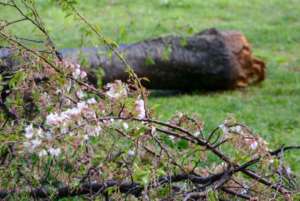 CHERRY TREE