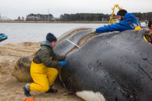 Stranding Necropsy Whale 2017 2 0023 detail