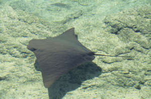 Cow nosed ray (Rhinoptera bonasus) underwater, Bahamas, WI