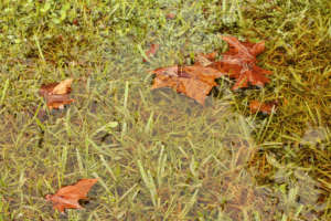 Flooded Yard