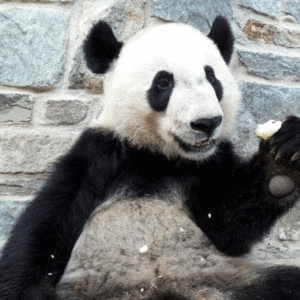 Bei Bei