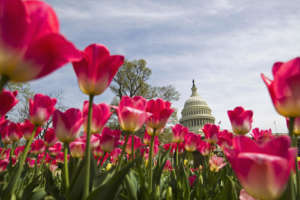 Capitol Bloom