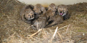 Cheetah cubs hope 2017 sbi