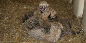 Cheetah cubs miti 2017 sbi