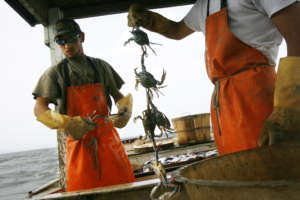 Blue Crab Blues