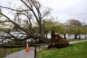 Treedown tidalbasin ddi