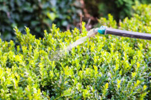 Processing of boxwood bushes by pesticide