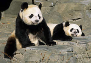 Mei Xiang and Tian Tian