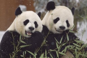 Mei Xiang (L) and Tian Tian (R)