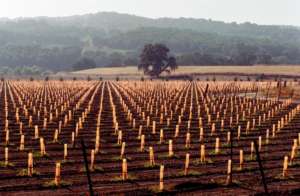 CENTRAL COAST WINE