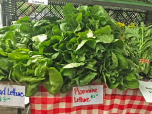 Lettuce
