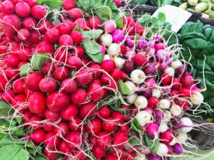Radishes